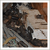 hazardous raccoon fecal in attic