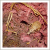 flying squirrl skeleton in attic