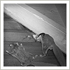 night vision - flying squirrels