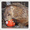 groundhog eating an apple in a trap